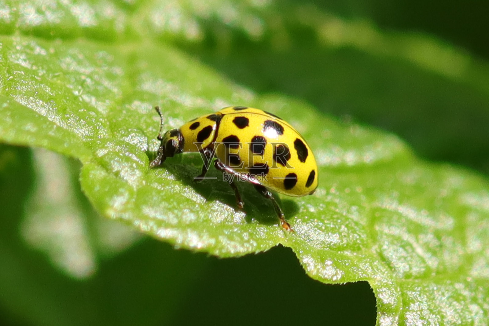 22斑瓢虫(Psyllobora vigintiduopunctata)照片摄影图片