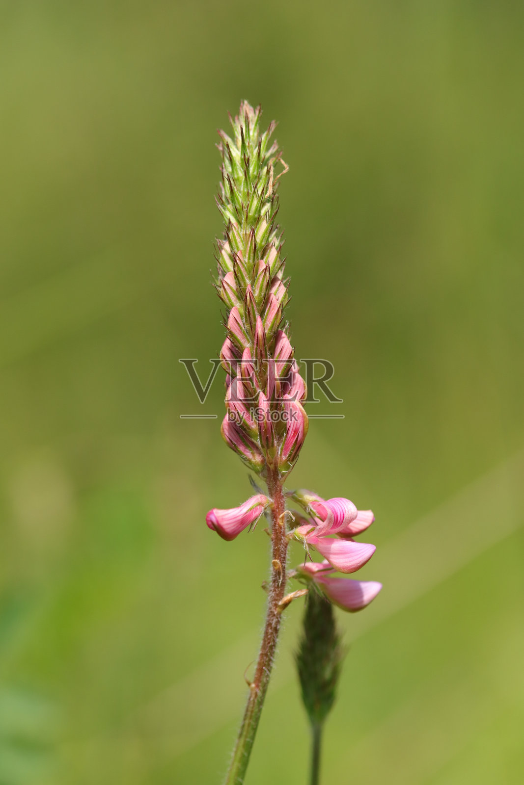 红枫(Onobrychis viciifolia)照片摄影图片