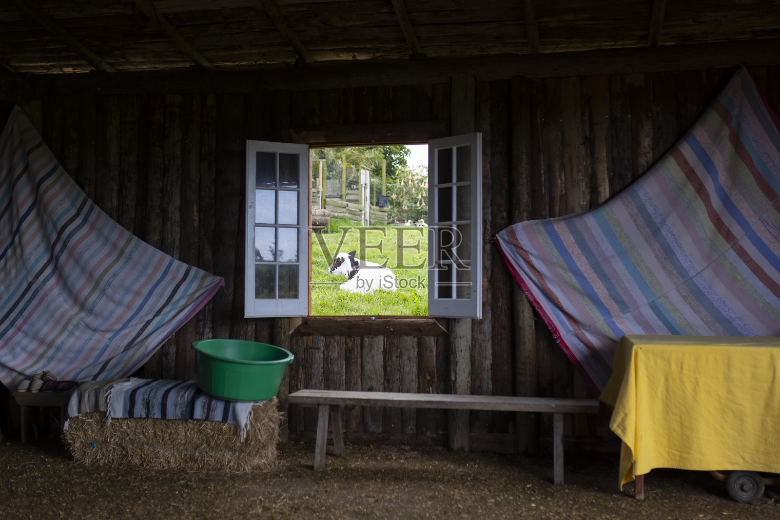 一头牛躺在田野里，旁边是一所乡村房子的窗户照片摄影图片