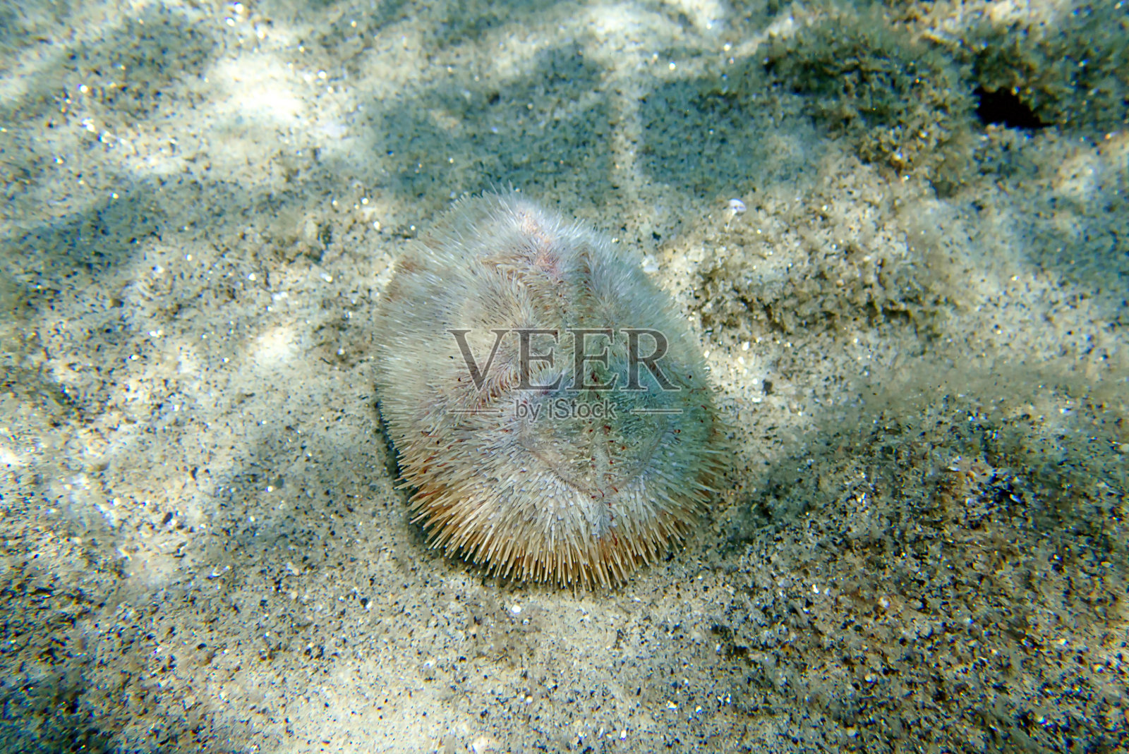 沙海胆-地中海棘心照片摄影图片