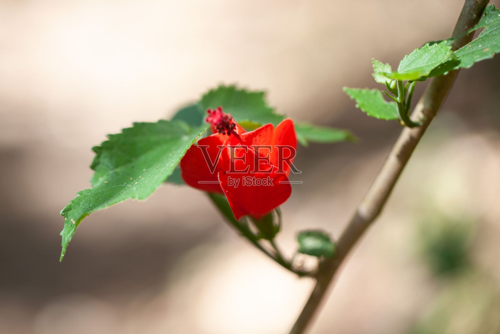 花的马扎潘，Malvaviscus pendliflorus照片摄影图片