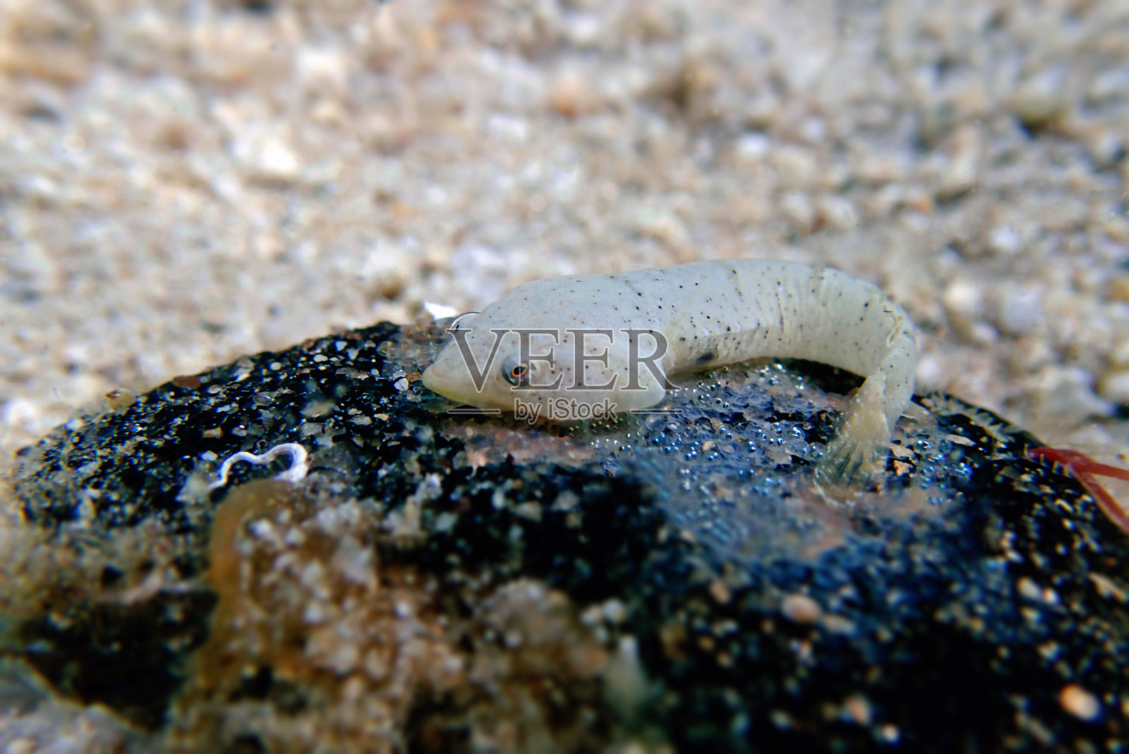 双点粘鱼(Diplecogaster bimaculata)照片摄影图片