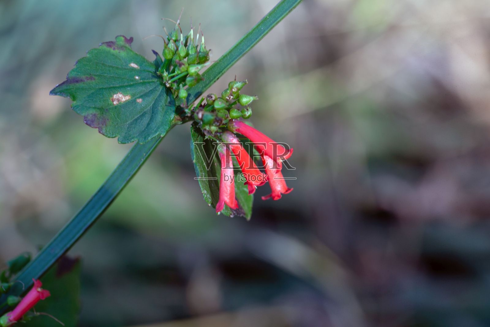 鞭炮的花朵照片摄影图片