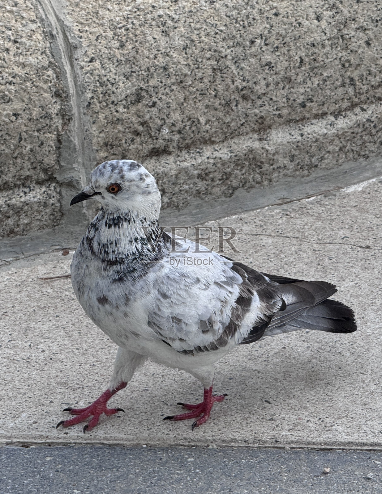 行走的鸽子没有雷蒂罗马德里西班牙照片摄影图片