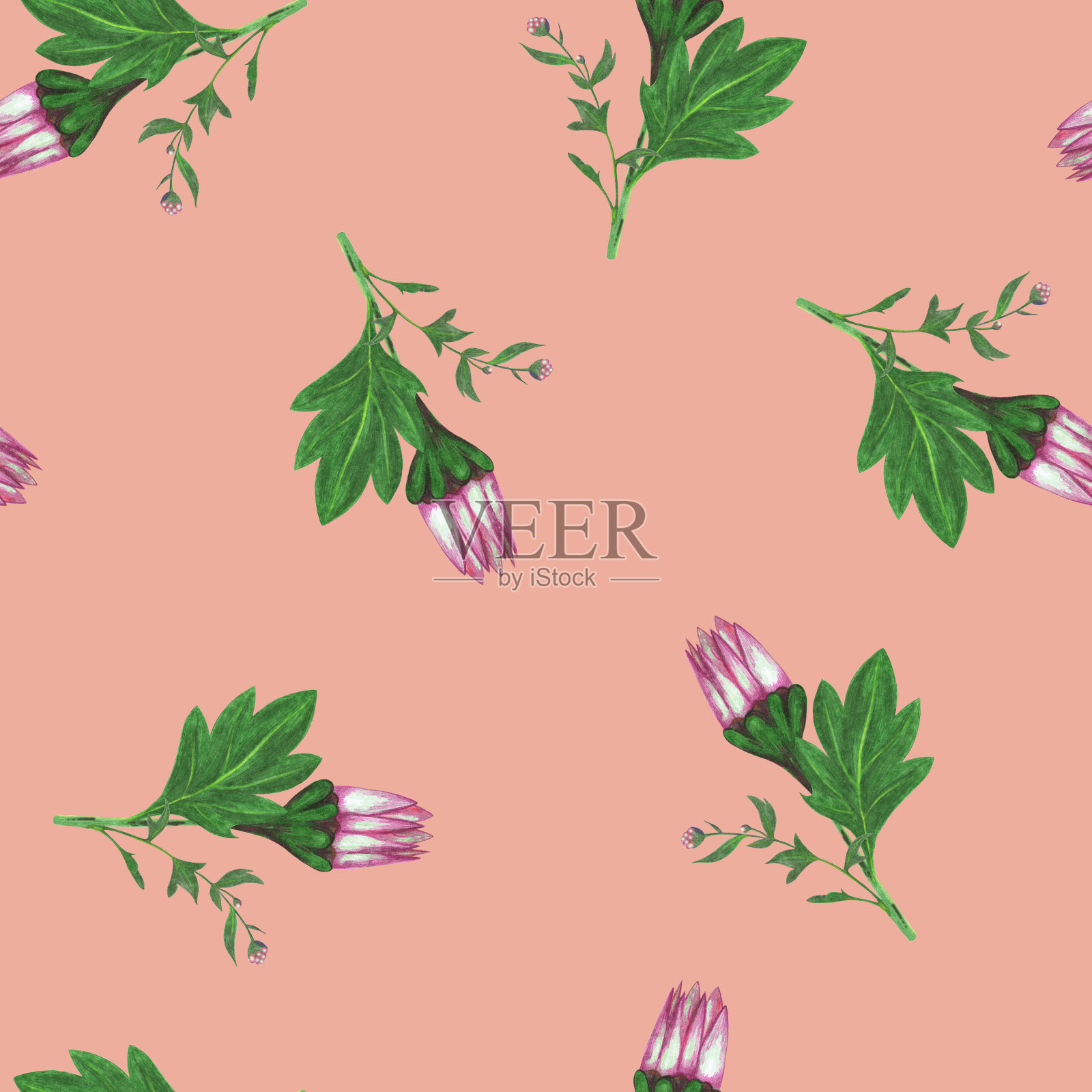 菊花无缝图案。花卉数码纸。插画图片素材