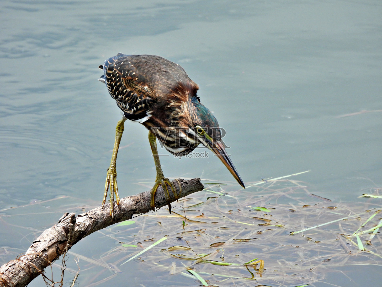 绿鹭(Butorides virescens) -在树枝上觅食照片摄影图片