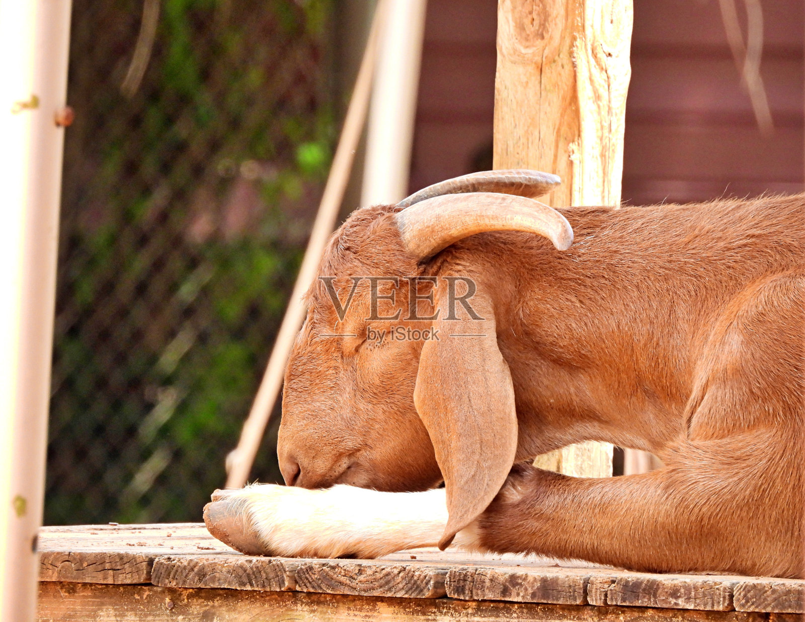 山羊(Capra hircus)——睡在木台上照片摄影图片
