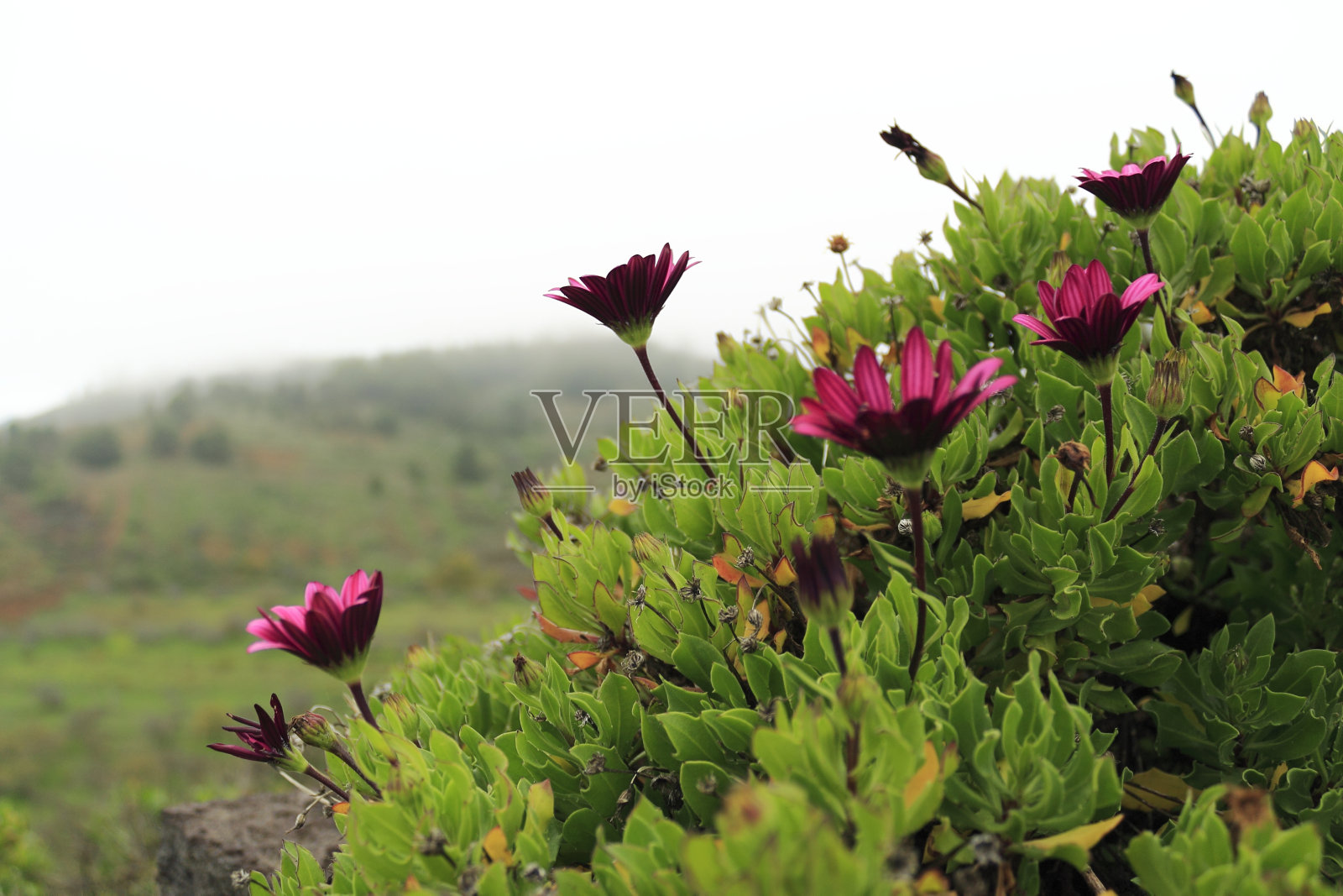 加那利群岛耶罗岛的本土花卉照片摄影图片