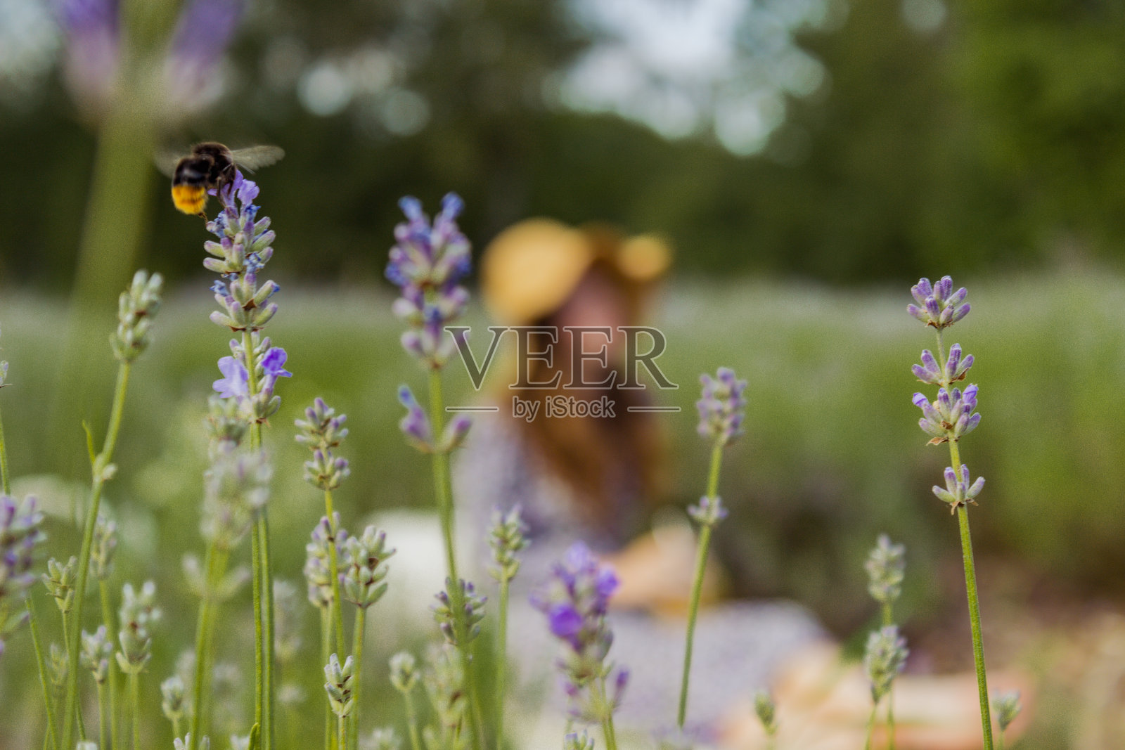 夏日野餐，美酒奶酪，薰衣草田，户外，夕阳照片摄影图片