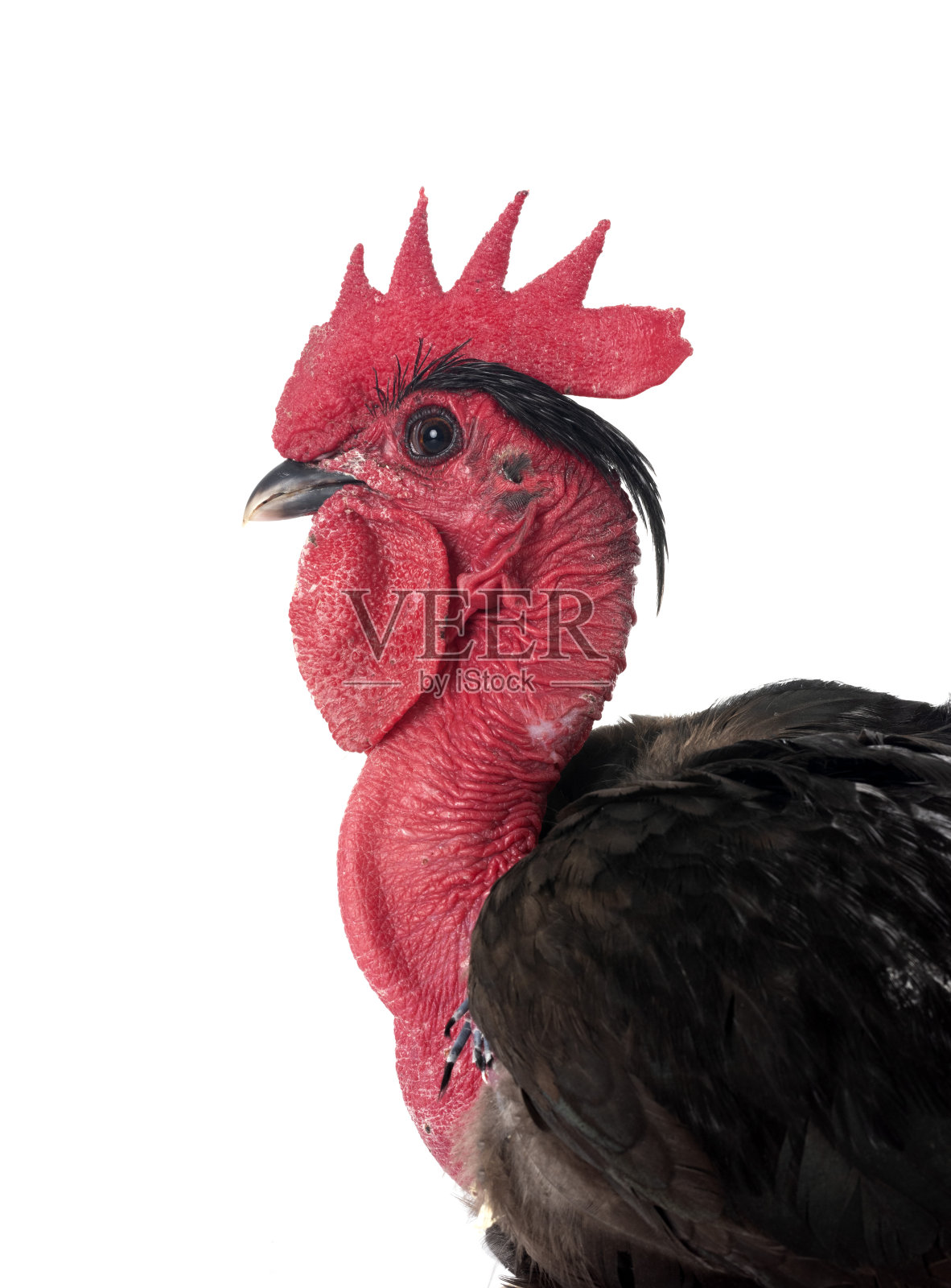 班塔姆裸脖鸡在演播室照片摄影图片