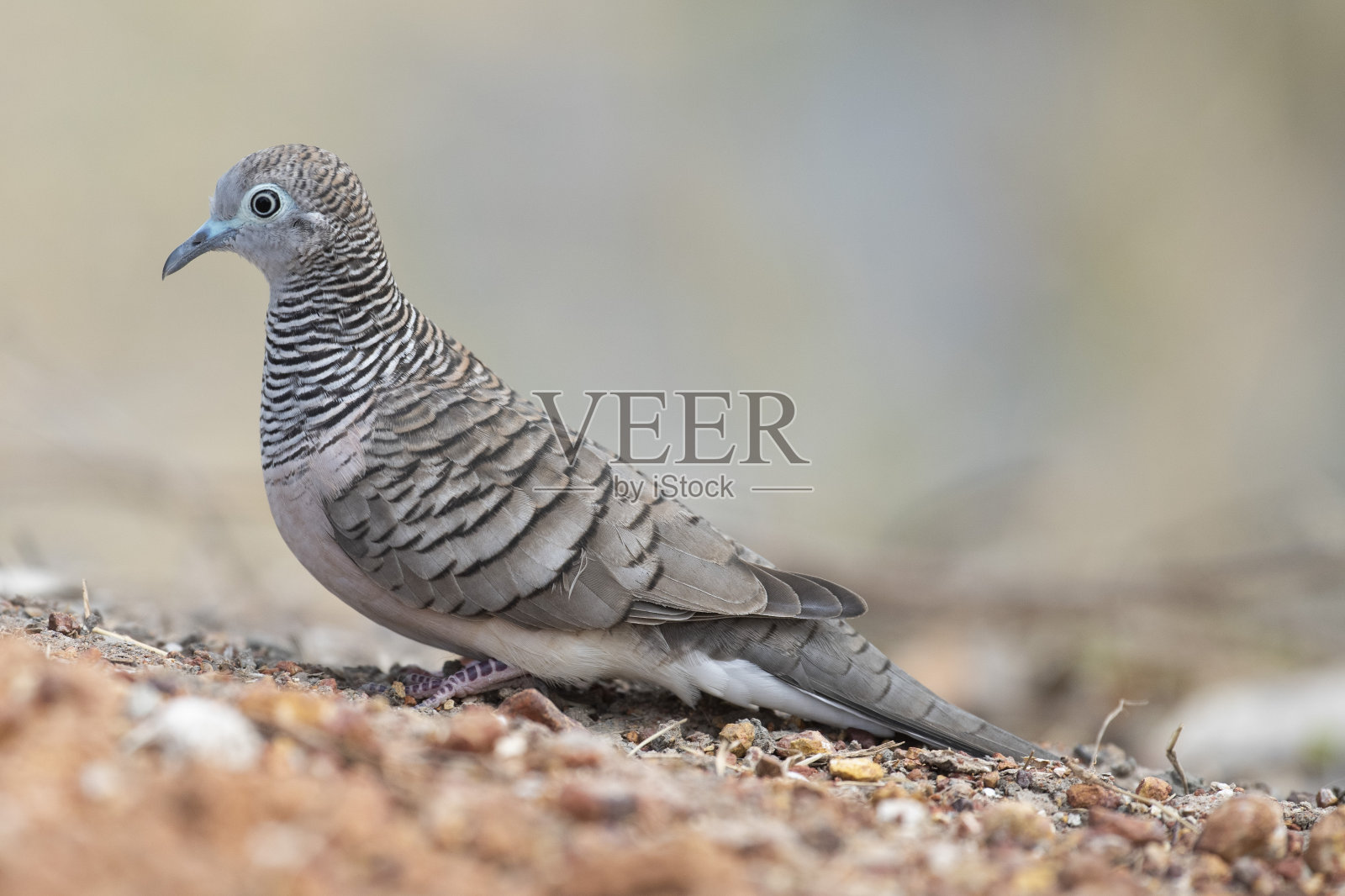 在昆士兰内陆和平鸽。照片摄影图片