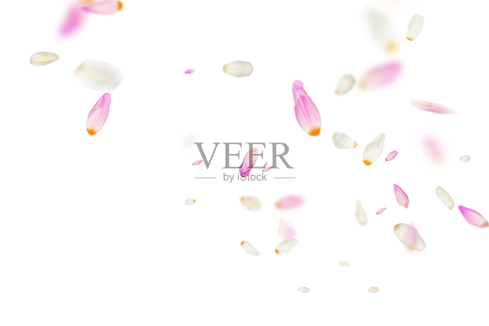 郁金香覆盖插画图片素材