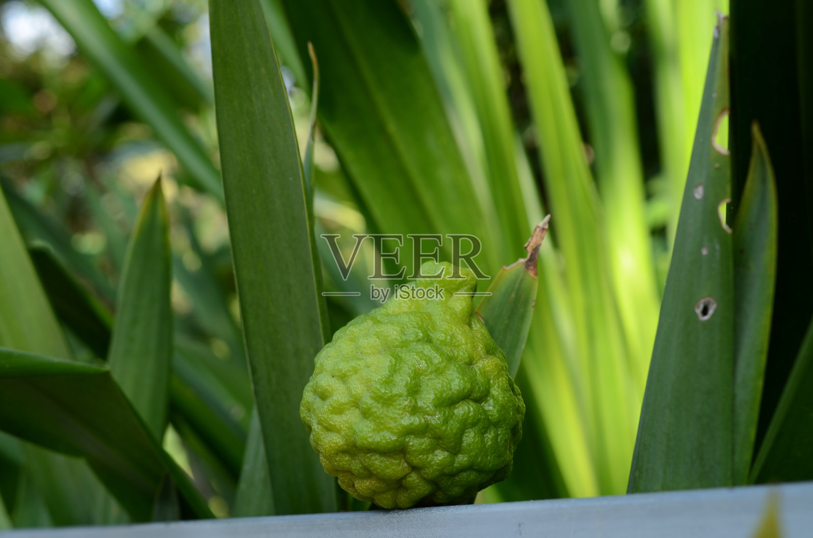 Makrut酸橙照片摄影图片