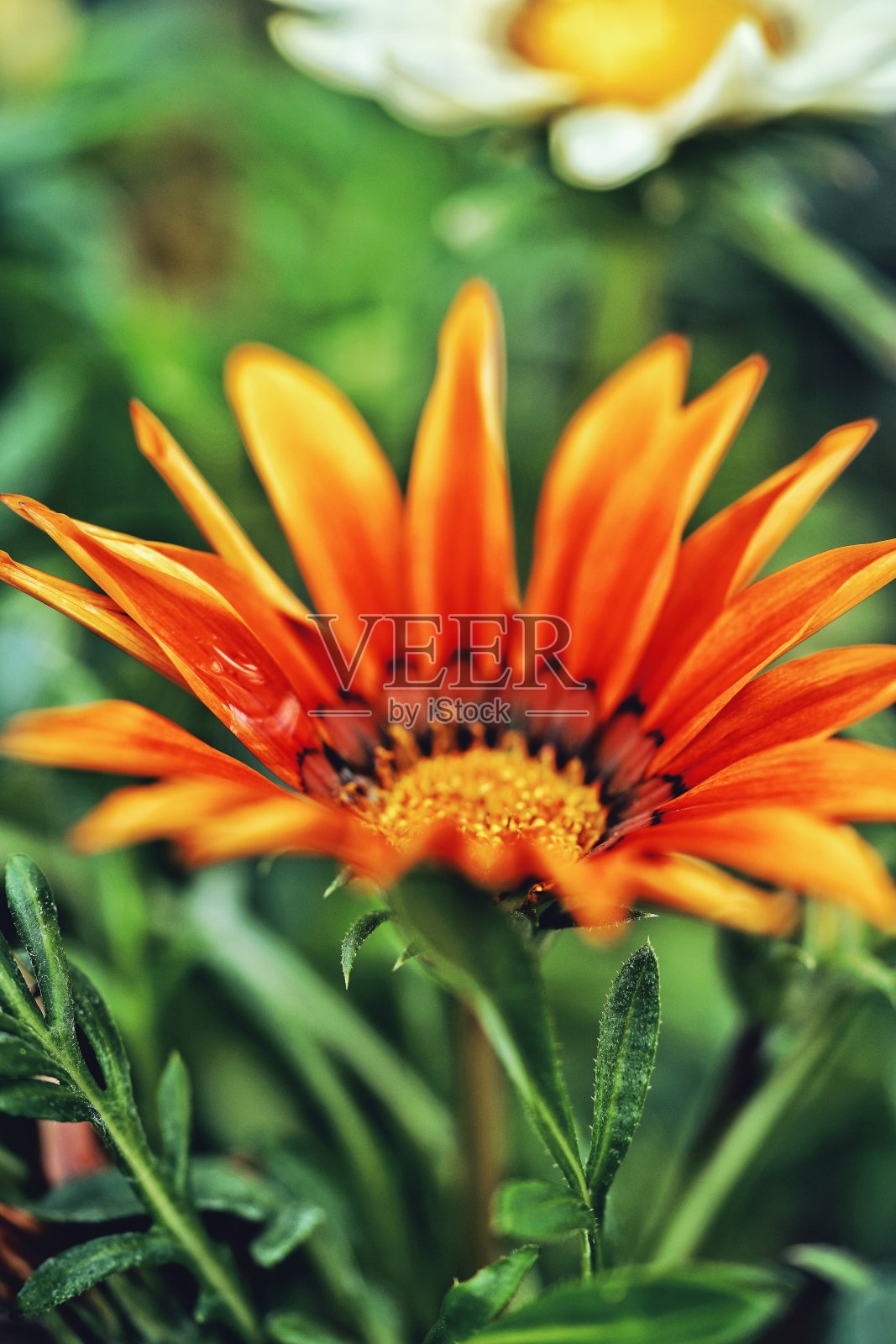 Rigens非洲菊照片摄影图片