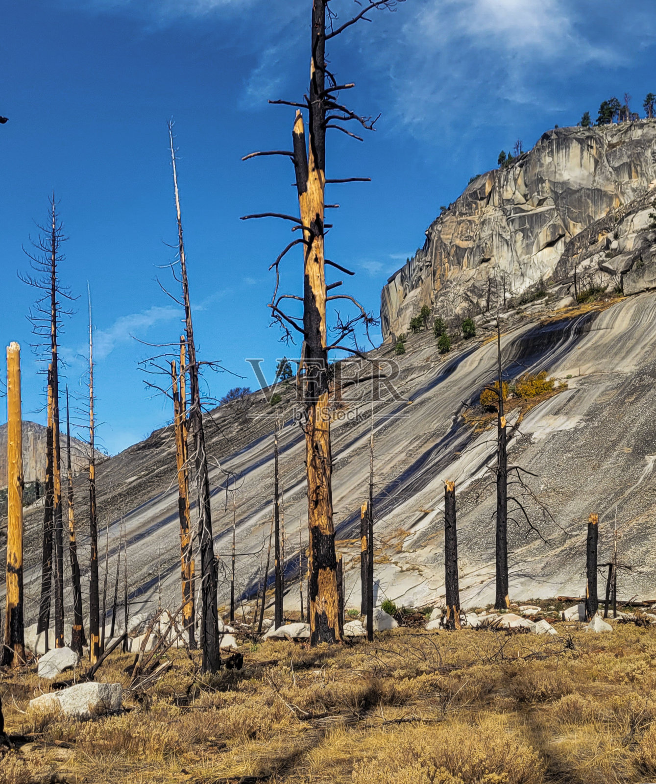被烧毁的森林衬着花岗岩照片摄影图片