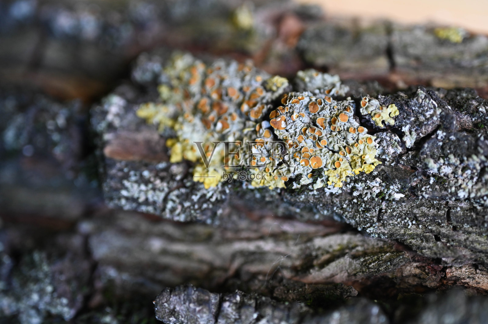 树皮上长满了苔藓和地衣。特写镜头照片摄影图片