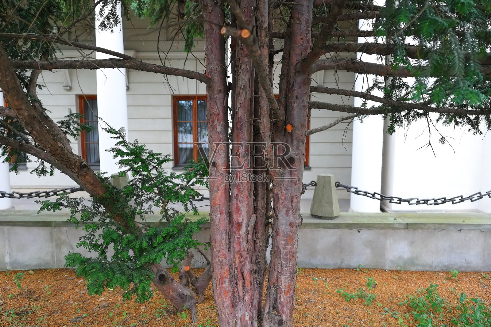 棕色的树干映衬着灰色的建筑照片摄影图片