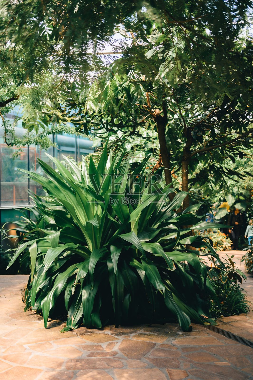 花园中郁郁葱葱的绿色植物，背景是石头小径和树木。照片摄影图片