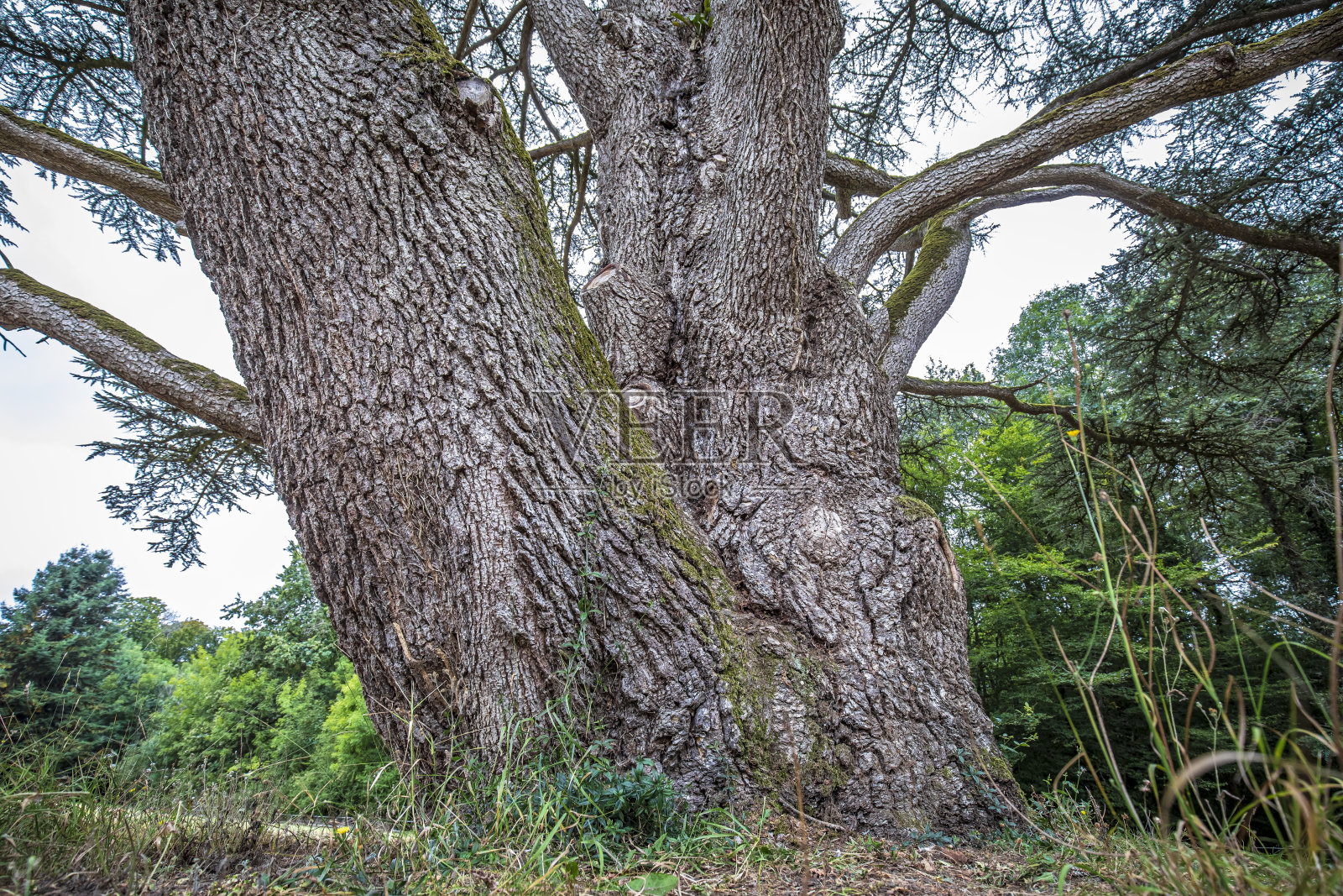 大而古老的苏格兰松树照片摄影图片