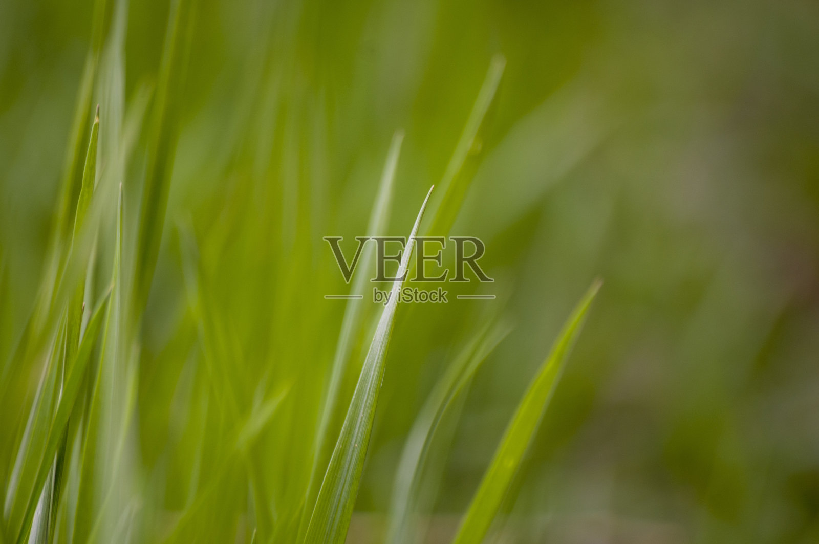 春天盛开的黄花绿草的自然背景照片照片摄影图片