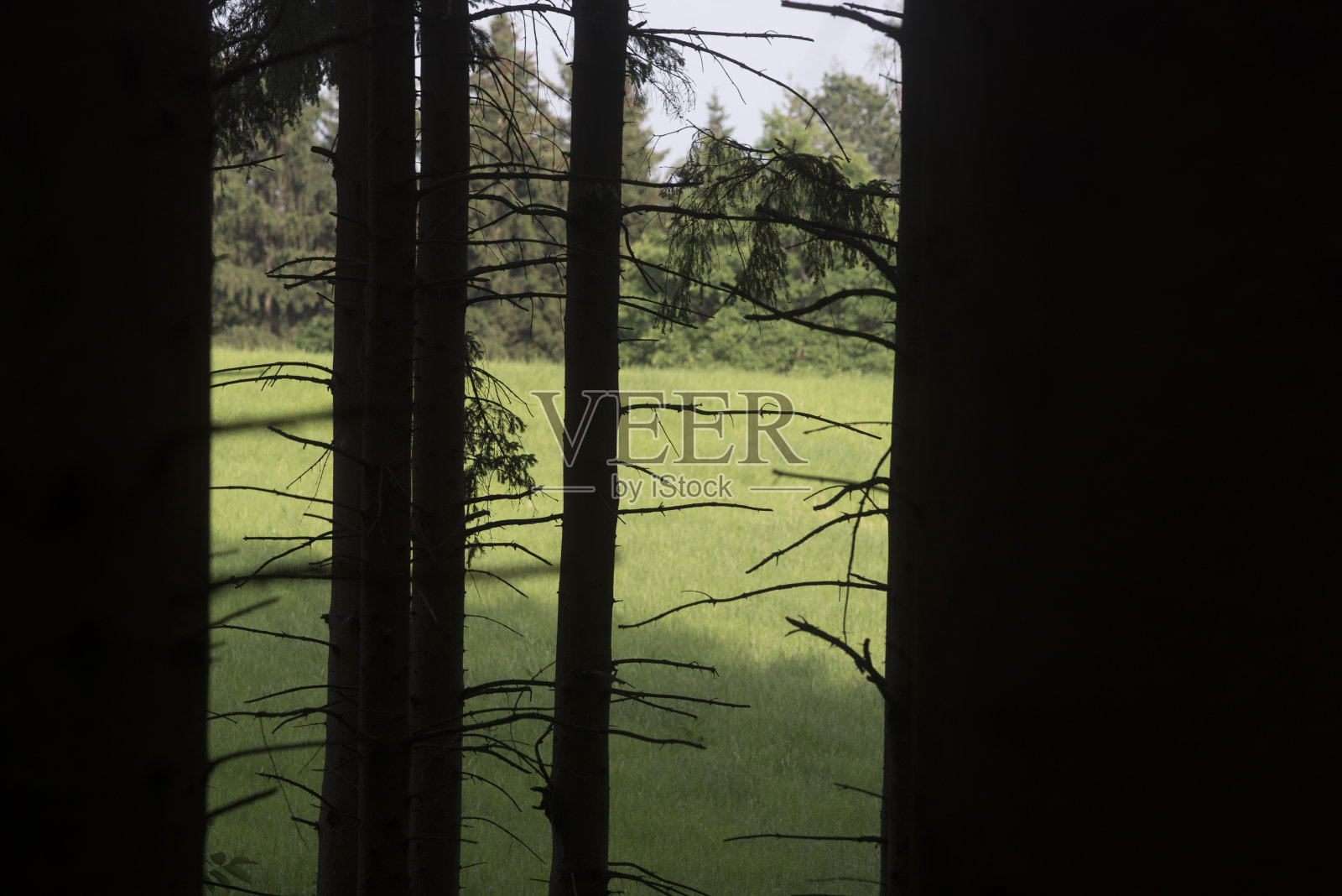 森林木材生产照片摄影图片