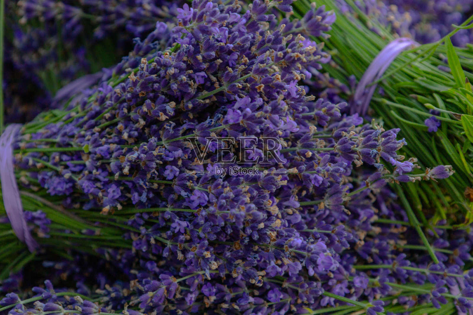 阿巴拉契亚山脉的薰衣草田照片摄影图片