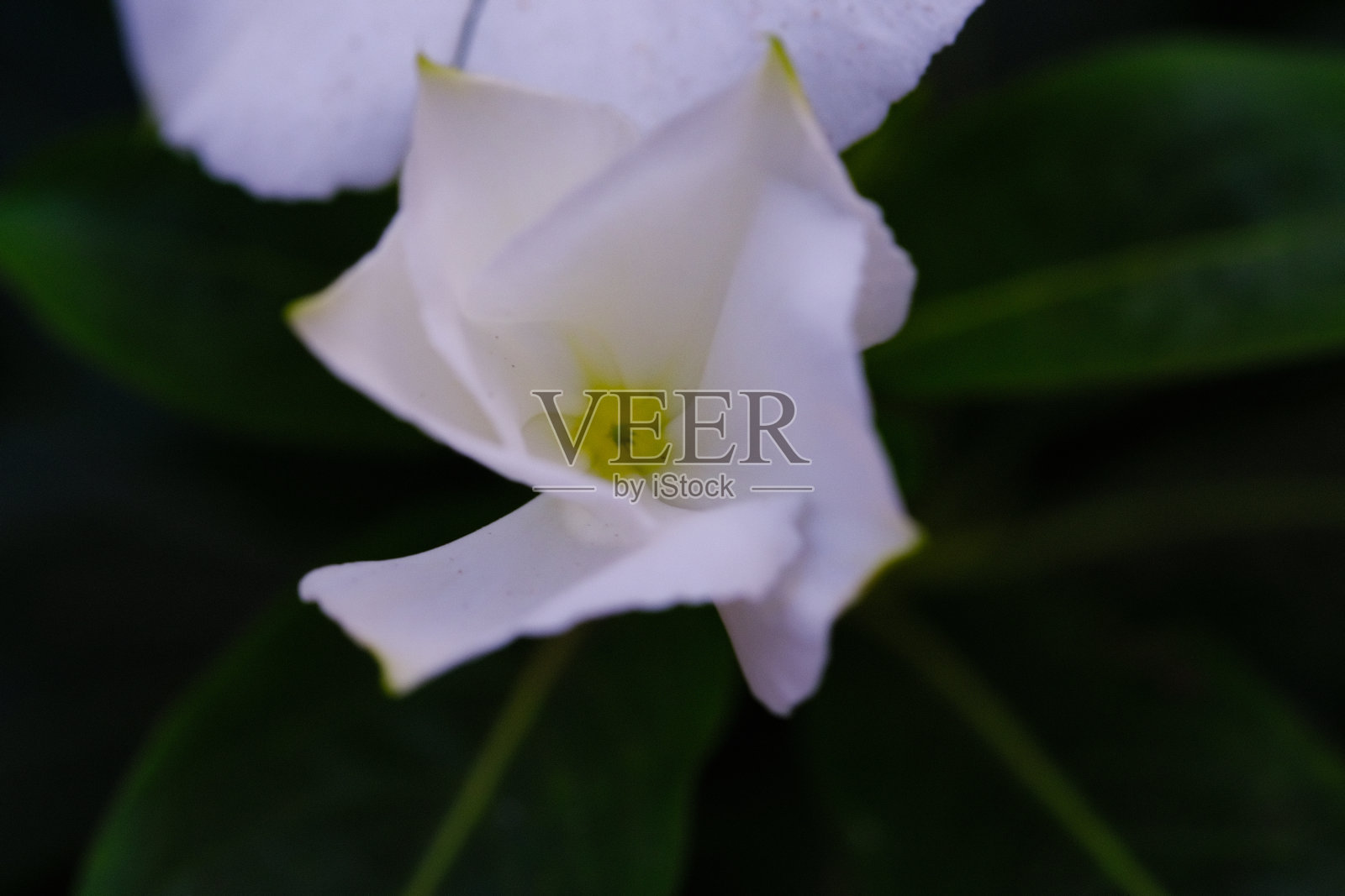 白长春花照片摄影图片