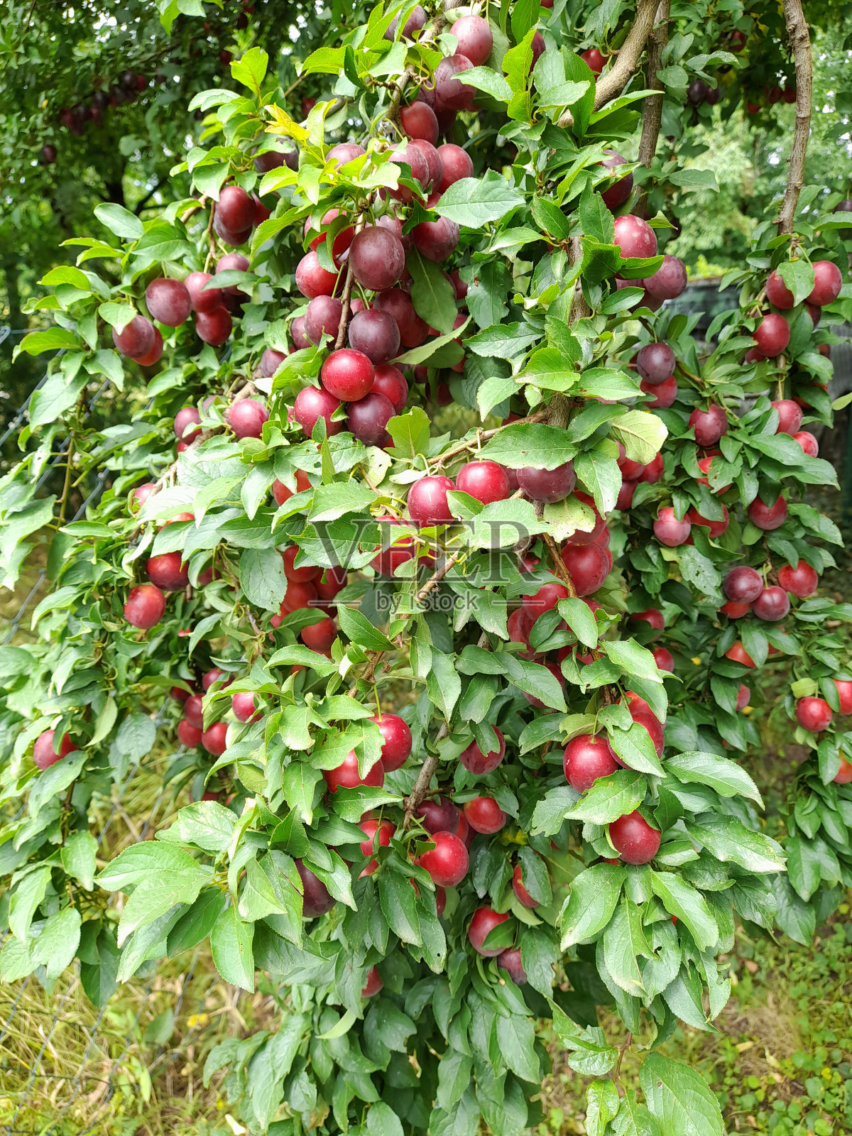 梅树上的李子照片摄影图片