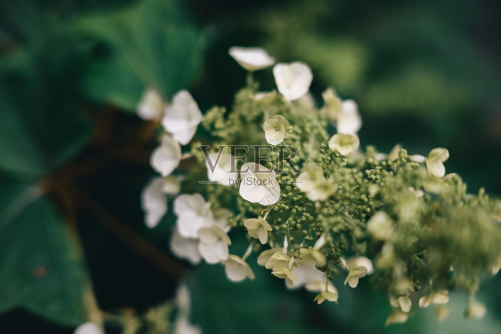 花园中一棵绿色植物上盛开的白花特写。照片摄影图片