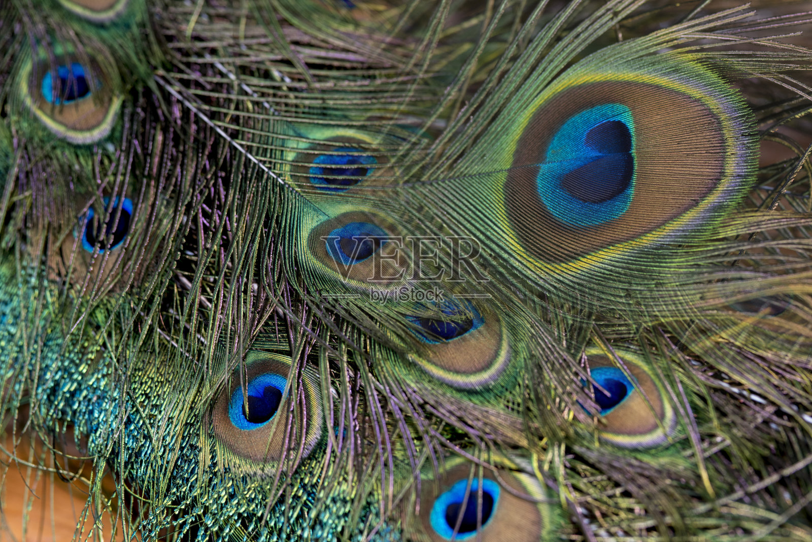 美丽的绿色孔雀羽毛，近距离照片摄影图片