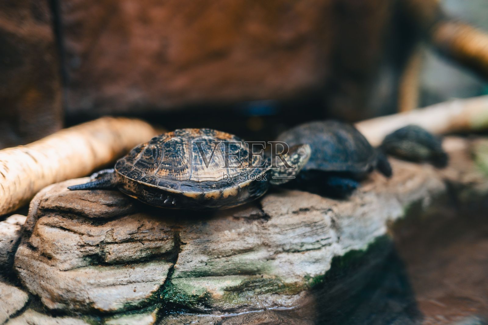 海龟在自然栖息地靠近水的岩石上休息的特写。照片摄影图片
