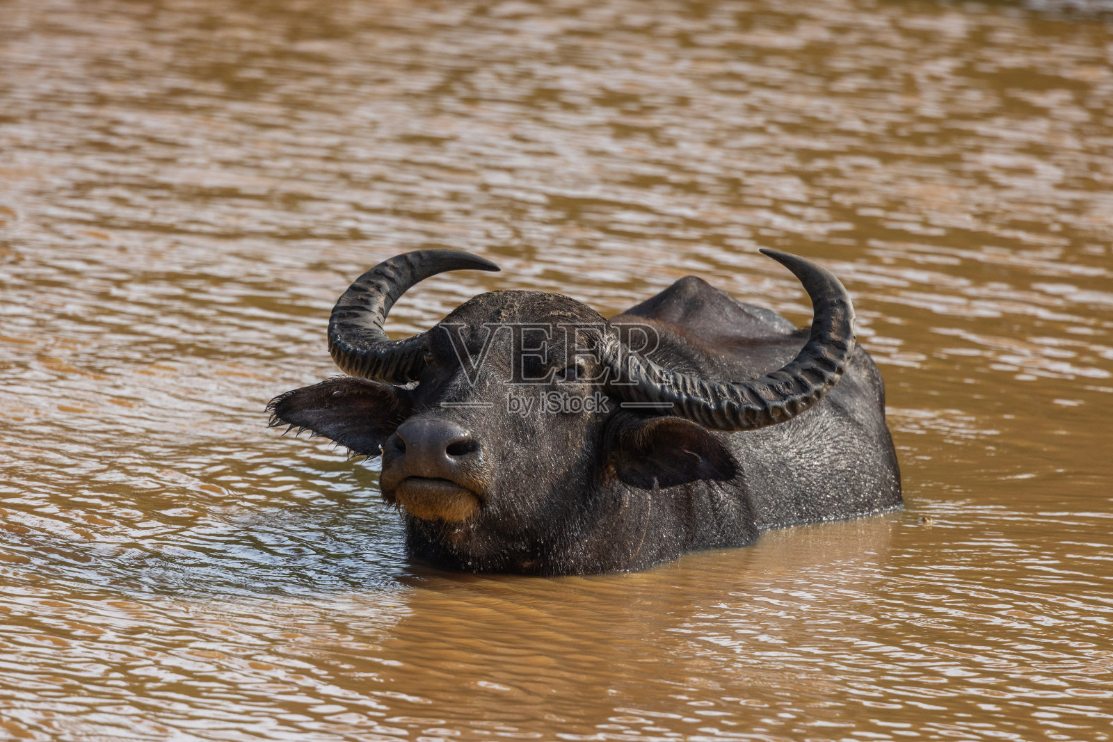 斯里兰卡雅拉国家公园的水牛照片摄影图片