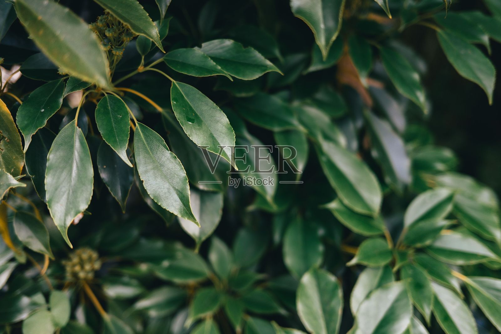 花园中植物郁郁葱葱的绿叶特写。照片摄影图片