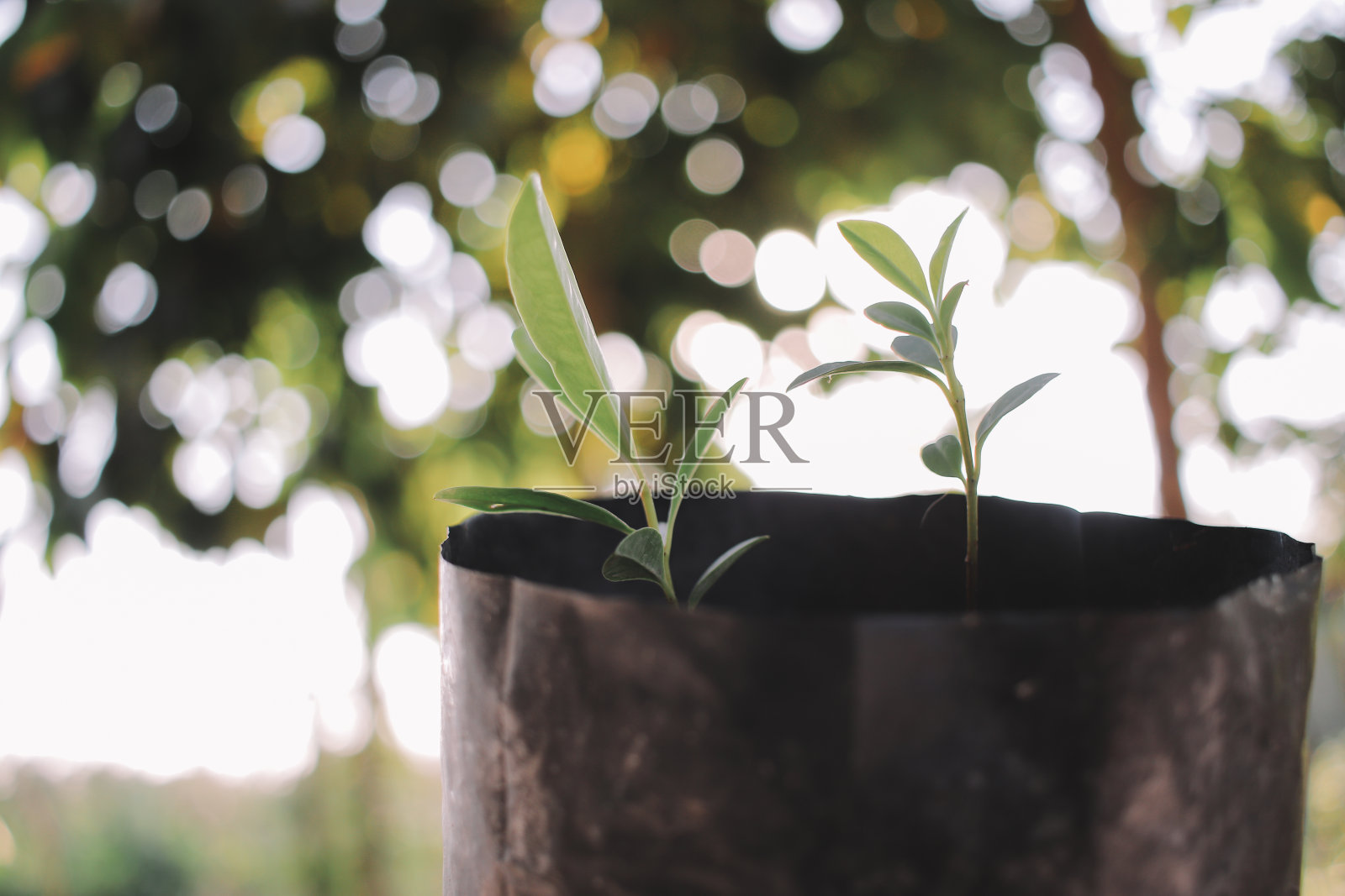 新生树照片摄影图片