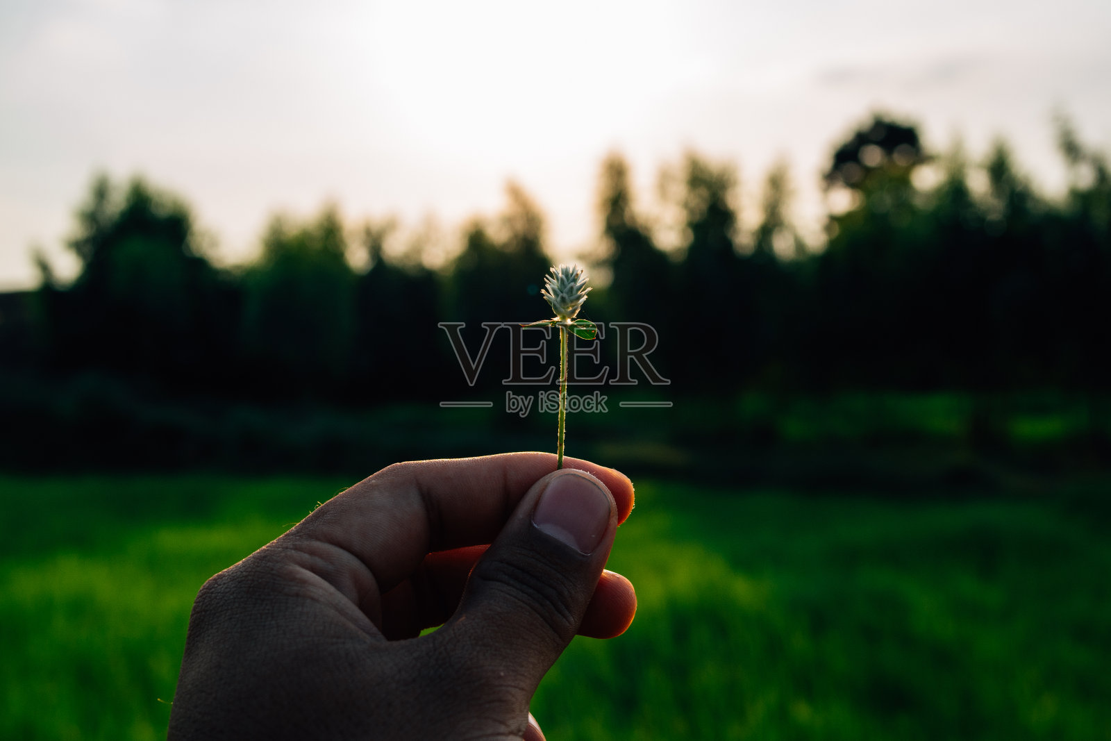 绿色天然照片摄影图片