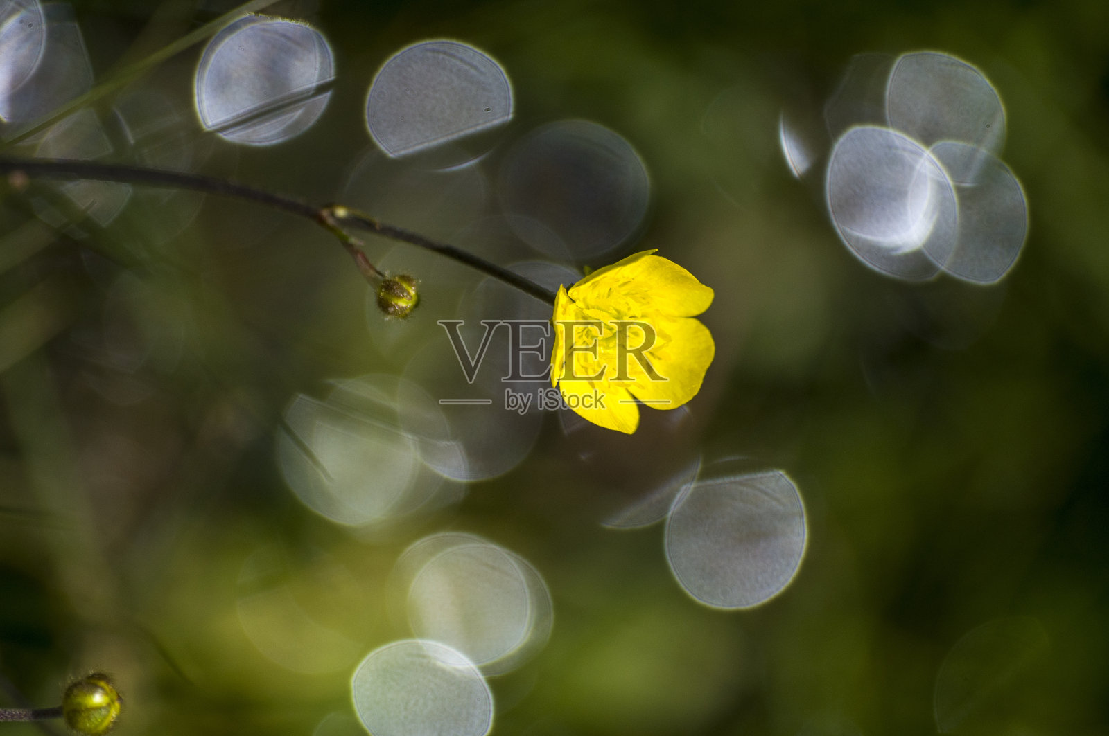 春天盛开的黄花绿草的自然背景照片照片摄影图片