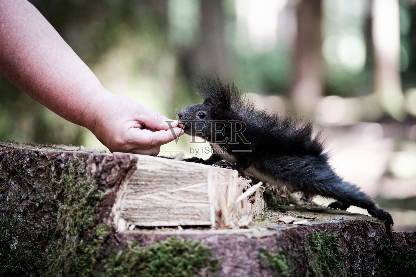 松鼠照片摄影图片