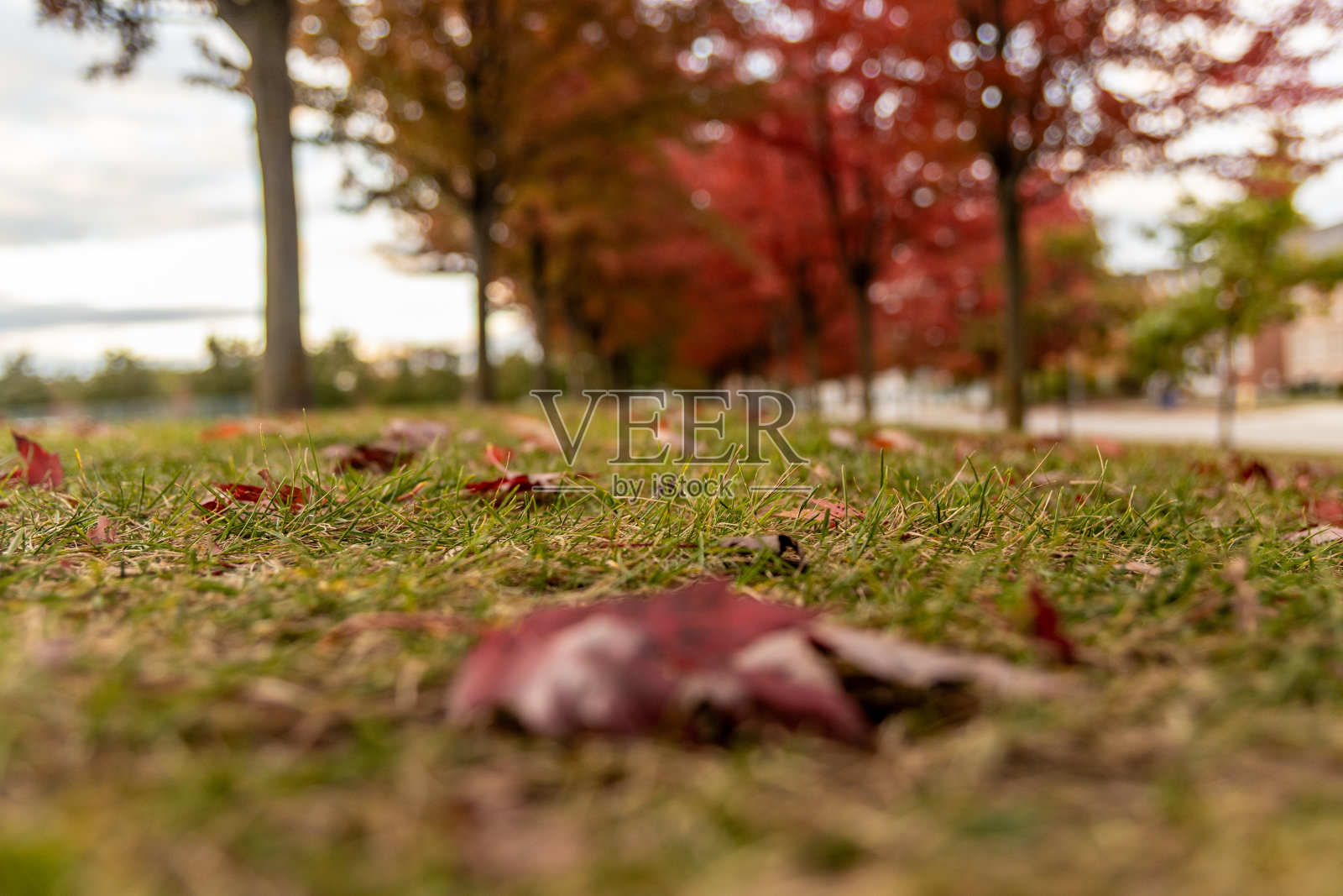 地面视角 - 鲜艳的秋叶散落在草地上 - 前景中有一片红色枫叶 - 背景中是模糊的树木和天空照片摄影图片