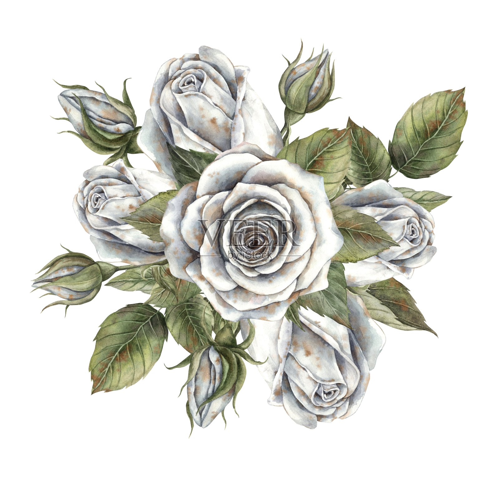 白玫瑰与绿叶的组合。手绘水彩插图在植物的风格。设计，装饰，卡片，邀请万圣节，婚礼，母亲节，情人节。插画图片素材