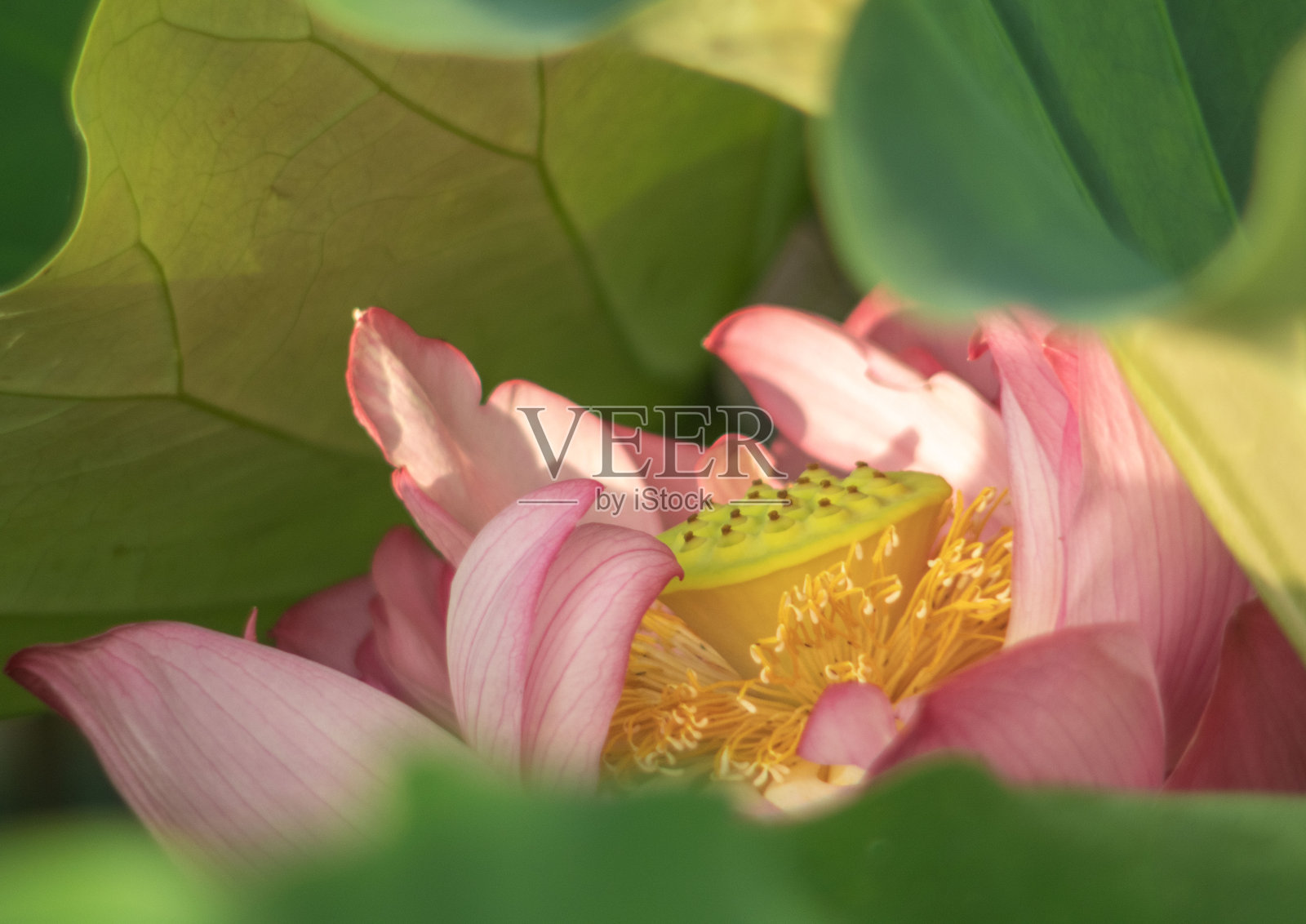 莲属照片摄影图片