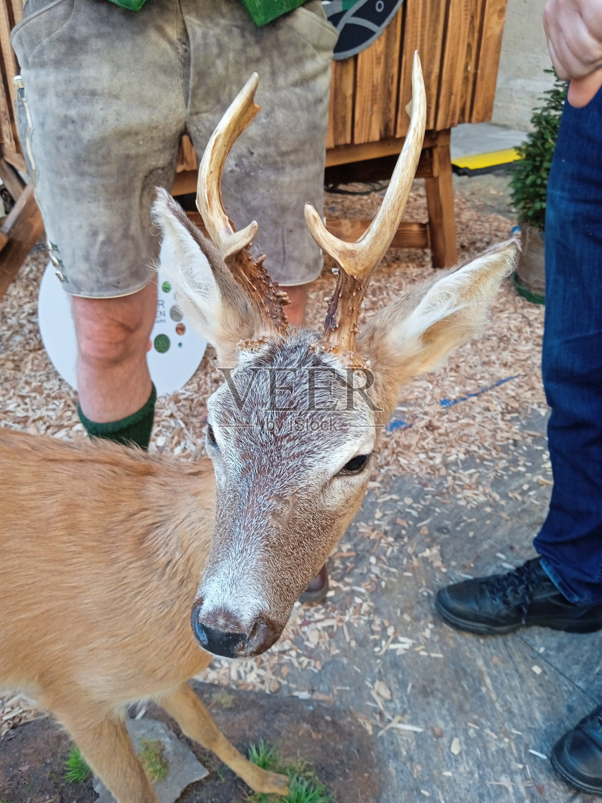 鹿实际上是野生动物照片摄影图片