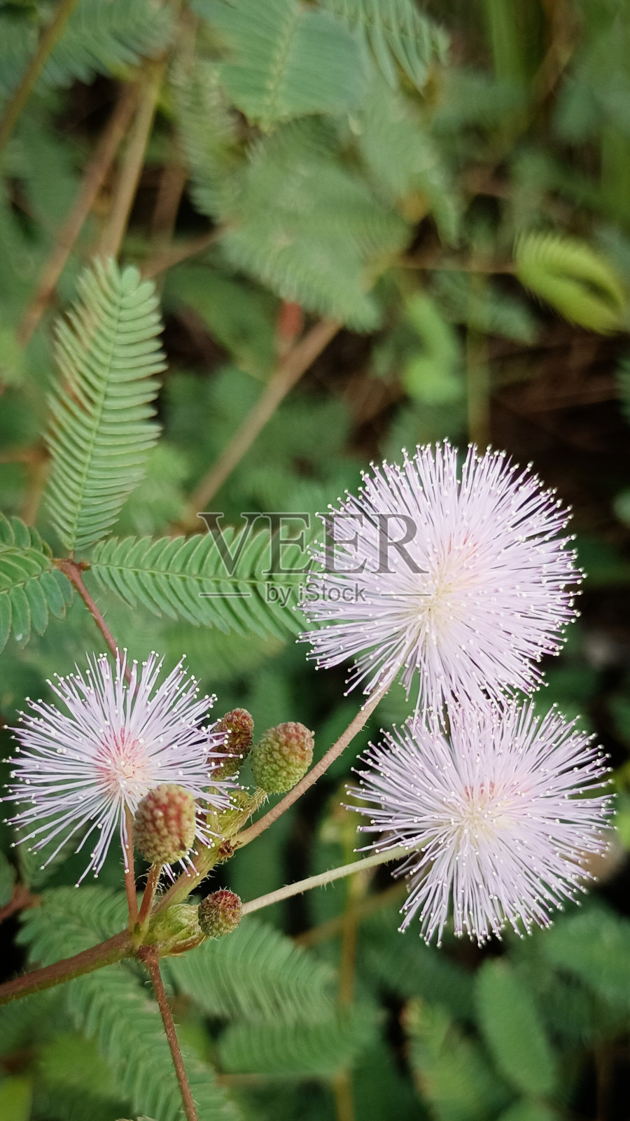 亚马逊河的性质照片摄影图片