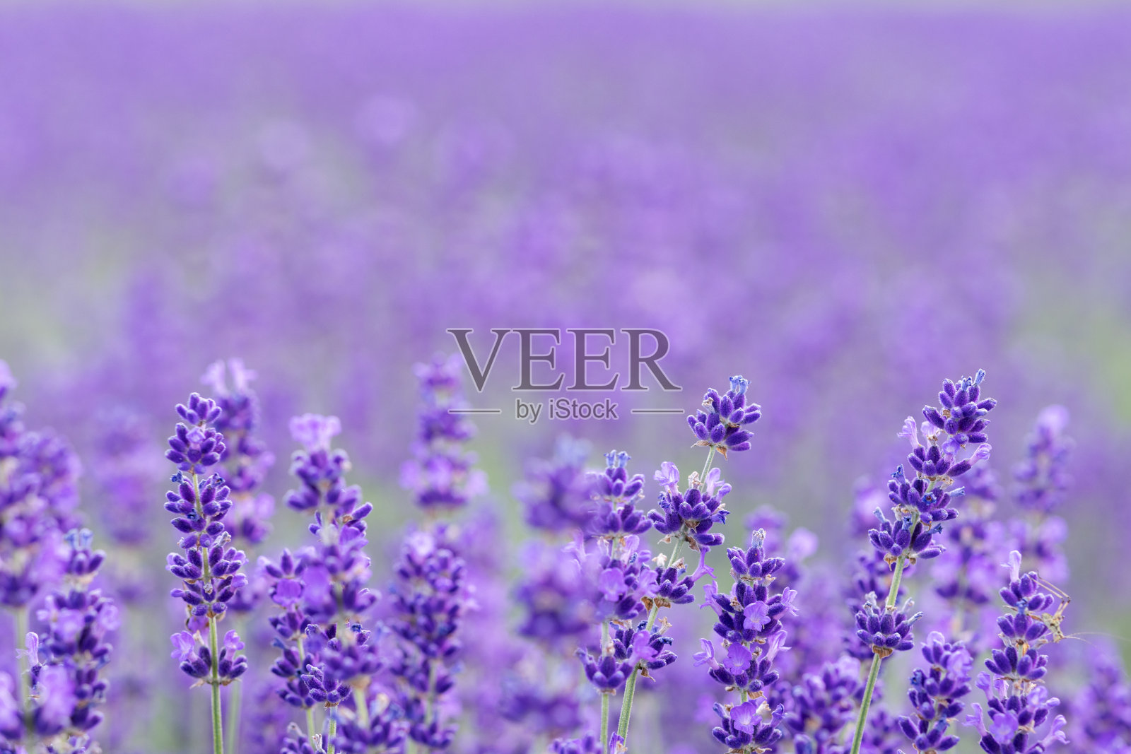 紫色的薰衣草花在薰衣草田的背景。模糊的背景。照片摄影图片