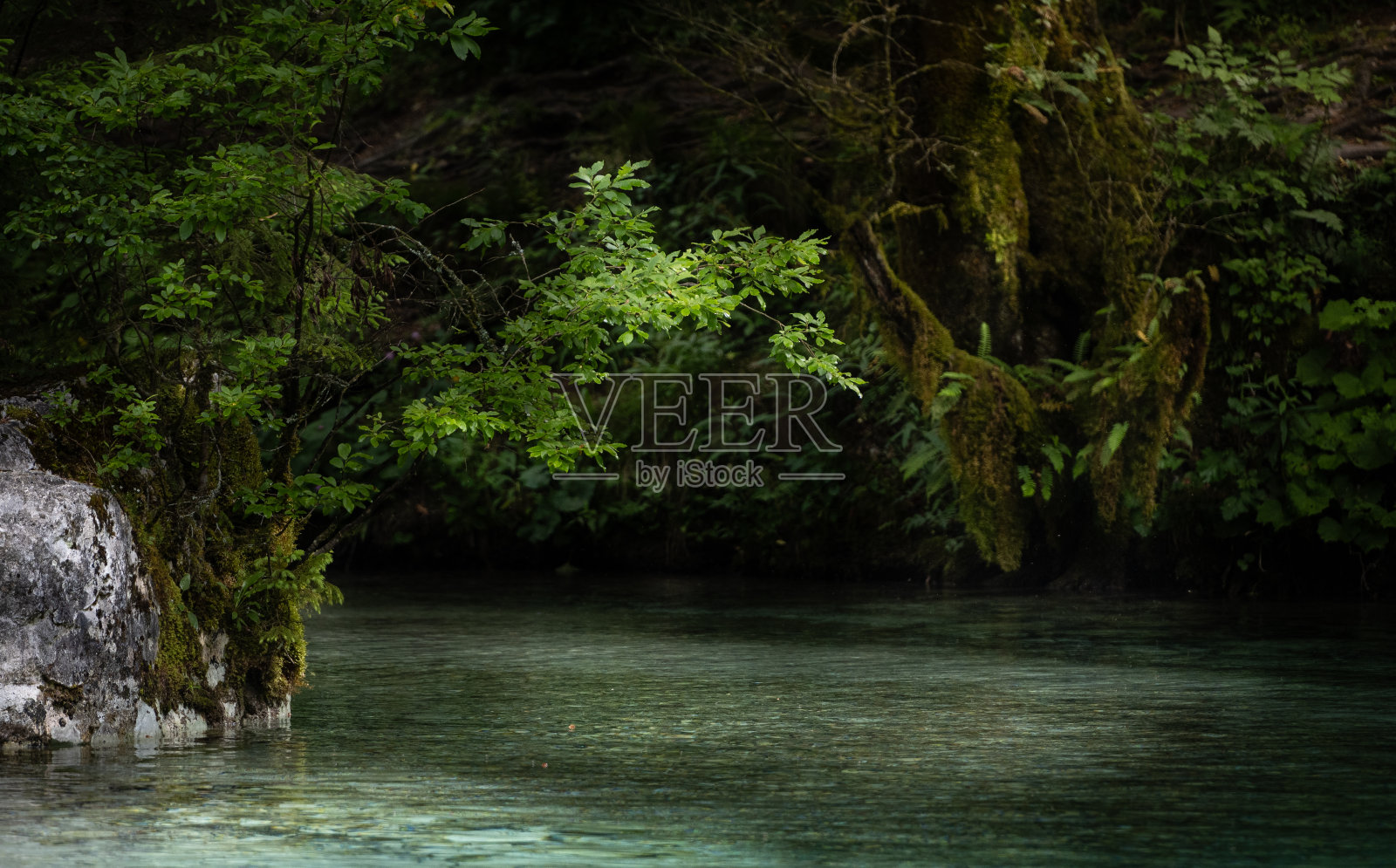 翠绿的溪水穿过森林照片摄影图片