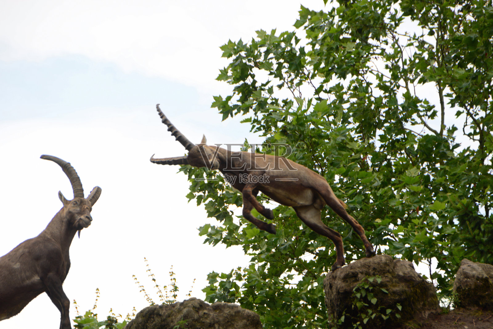 高山inbex照片摄影图片