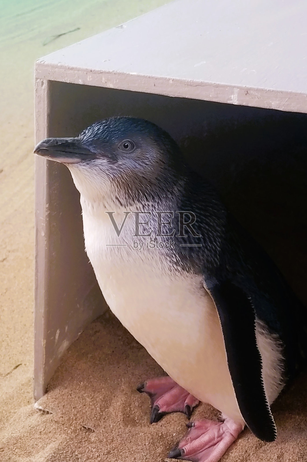 西澳大利亚企鹅岛上的一只仙女企鹅照片摄影图片