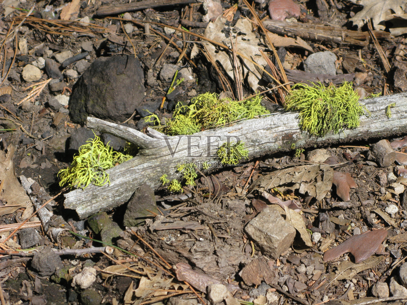 长满青苔的树枝。照片摄影图片