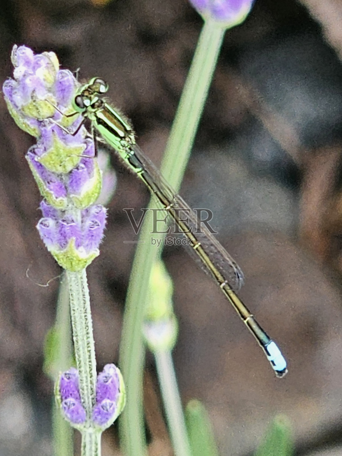 薰衣草蜻蜓照片摄影图片