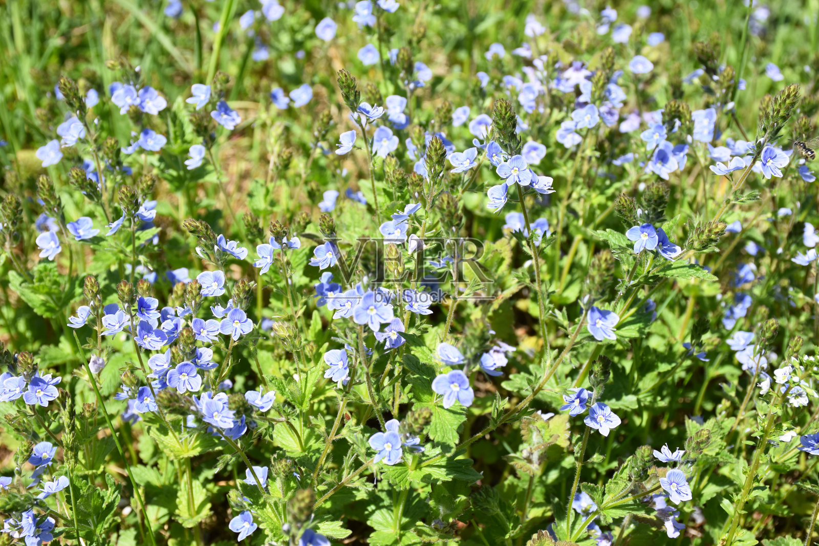 Veronica Chamaedrys田野里的蓝色花朵。德国Speedwell野生小蓝花田照片摄影图片