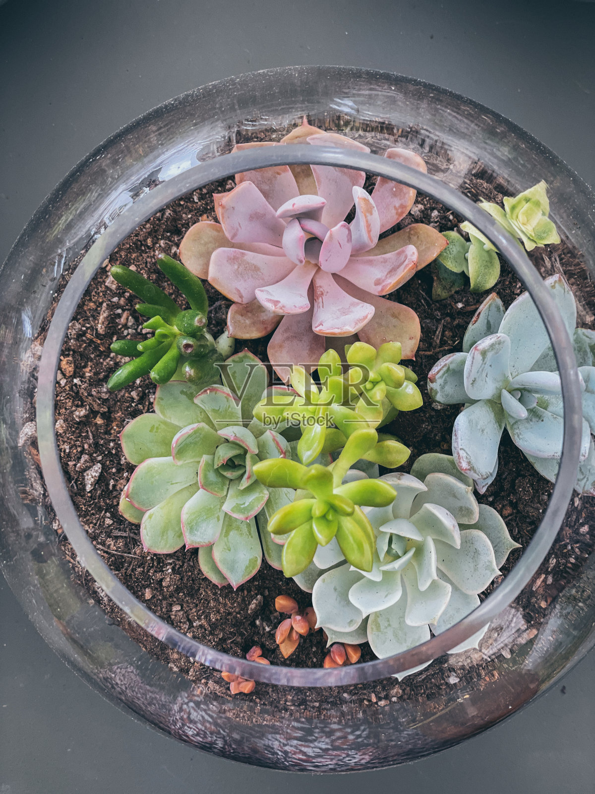 在玻璃容器中的小型多肉植物照片摄影图片